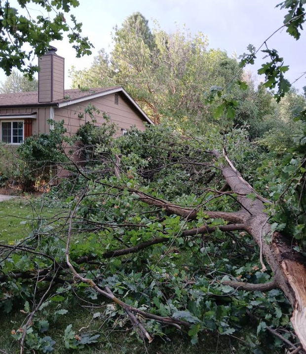 Fallen tree branches on grass in front of a house with brown siding after a storm.