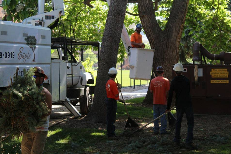 Tree service crew pruning a large tree; workers, truck, and equipment in a park setting.