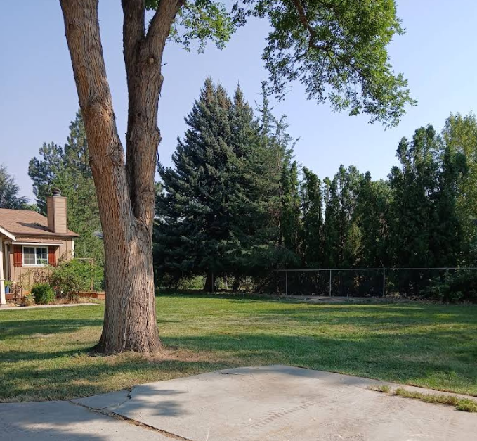 Lawn with a large tree in the foreground, house to the left, and various trees and a fence in the background.