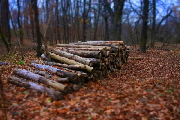 Logs stacked in a forest. Brown leaves on the ground.