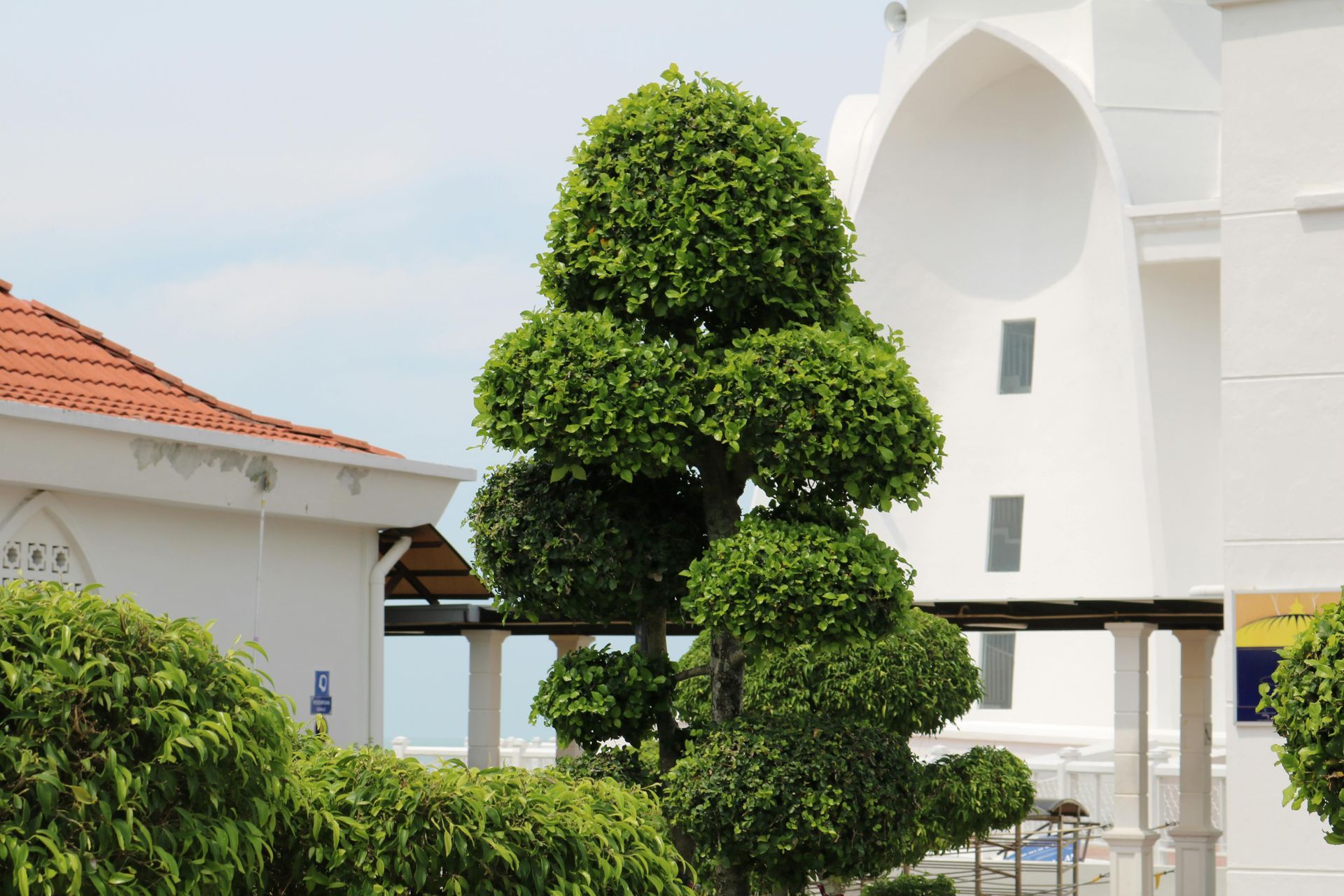 A tree with rounded, layered green foliage in front of white buildings, under a blue sky.