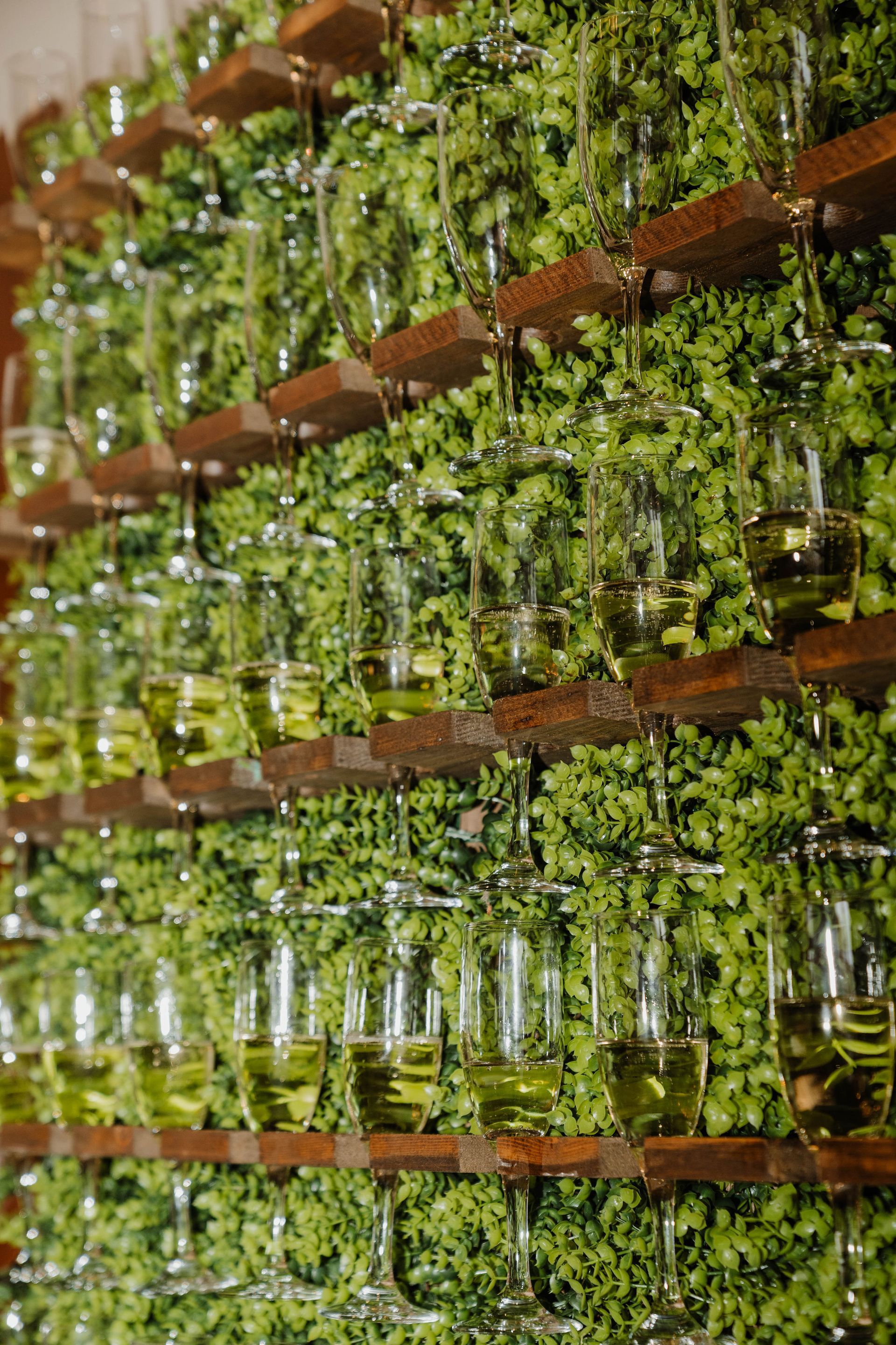 Wall of green plants with rows of glasses filled with yellow liquid, set on wooden shelves.