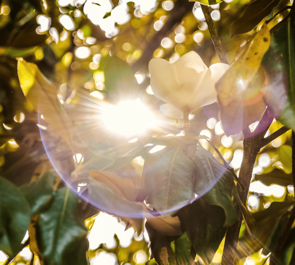 Bright sunlight shining through magnolia leaves and white flower.