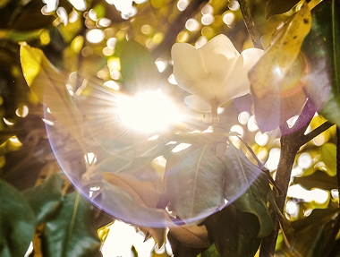 Sunlight shining through magnolia blossom and leaves.