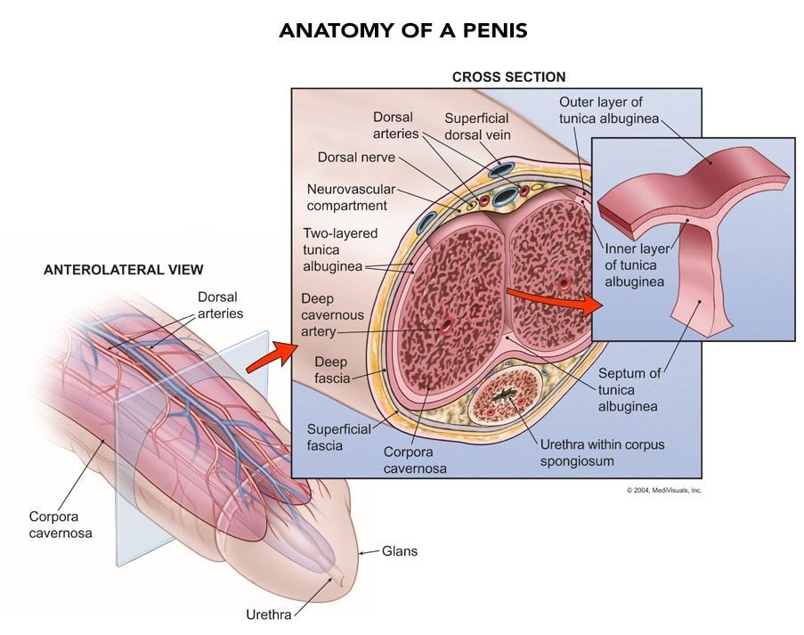 Anatomy of a penis diagram; cross-section and anterolateral view, showing internal structures with labels.