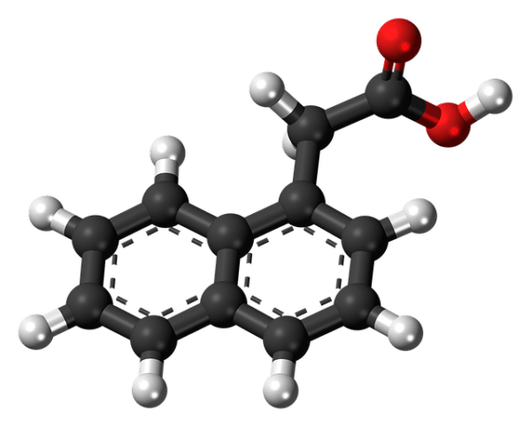 Ball-and-stick model of 2-naphthylacetic acid, with a two-ring structure and a carboxyl group.