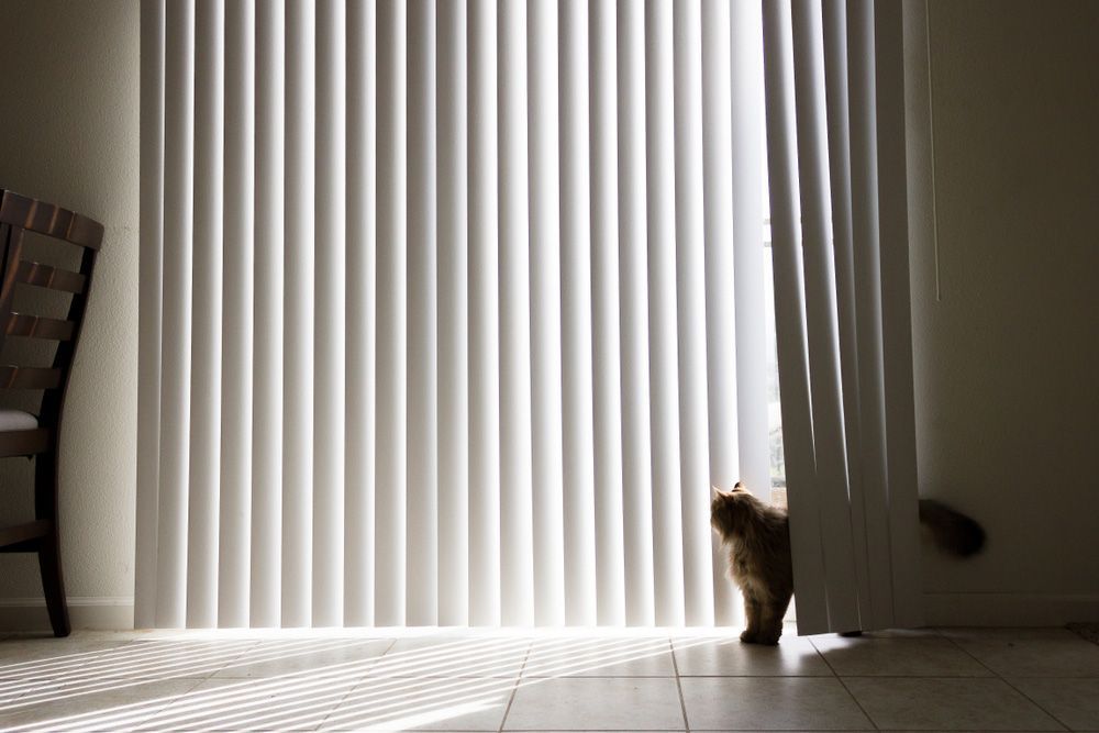 A Cat Is Standing In Front Of A Sliding Glass Door With Vertical Blinds — Carpets & Flooring in Queanbeyan, NSW
