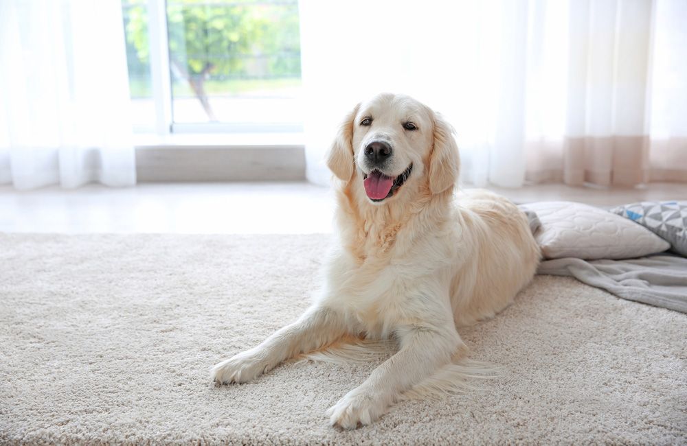 Dog Sitting Comfortably On Carpet