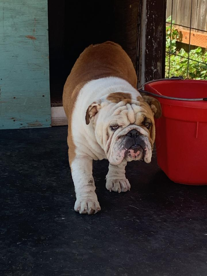 A brown and white bulldog standing next to a red bucket