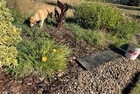 A dog is sniffing a flower in a garden.