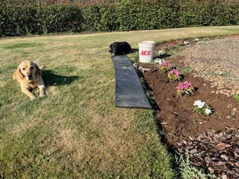 A dog is laying in the grass next to a bucket of ace hardware.