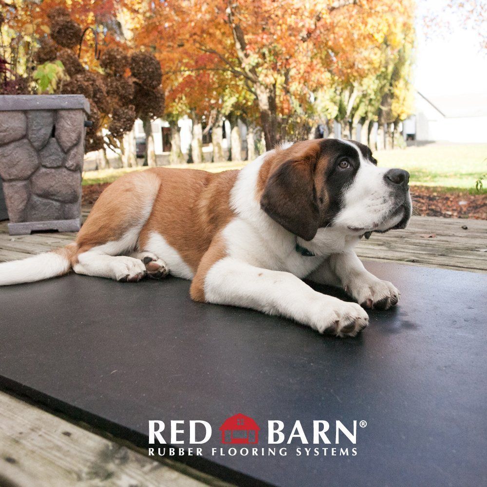 A brown and white dog laying on a red barn rubber flooring system