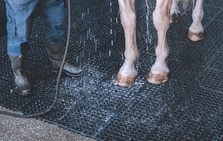 A person is washing a horse 's legs with a hose.