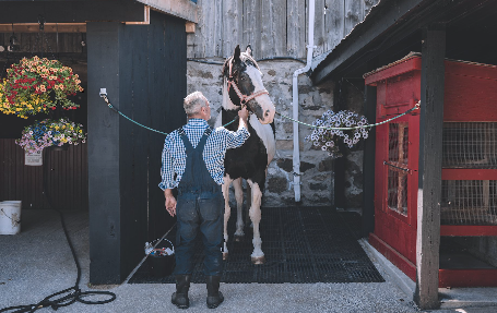 A man is standing next to a horse in a barn.