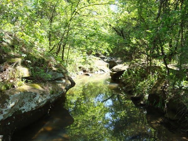 A calm stream flowing through a shaded forest, reflecting the trees and sky.