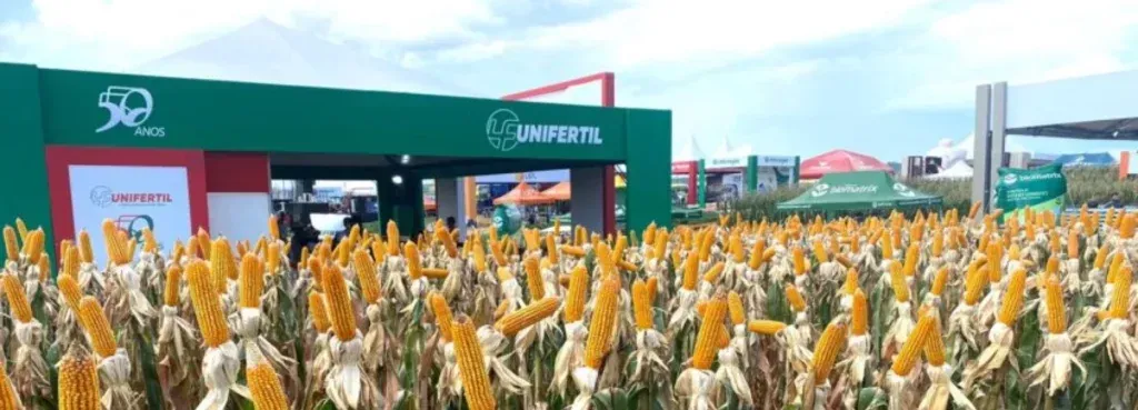 A field of corn with a green building in the background.