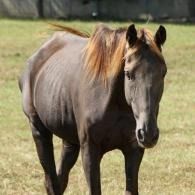 Brown horse with a tan mane standing in a grassy field