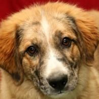 Close-up of a fluffy tan and white dog with a gentle expression against a red background