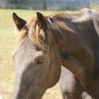 Brown horse with a light mane standing in a sunlit field, seen in profile