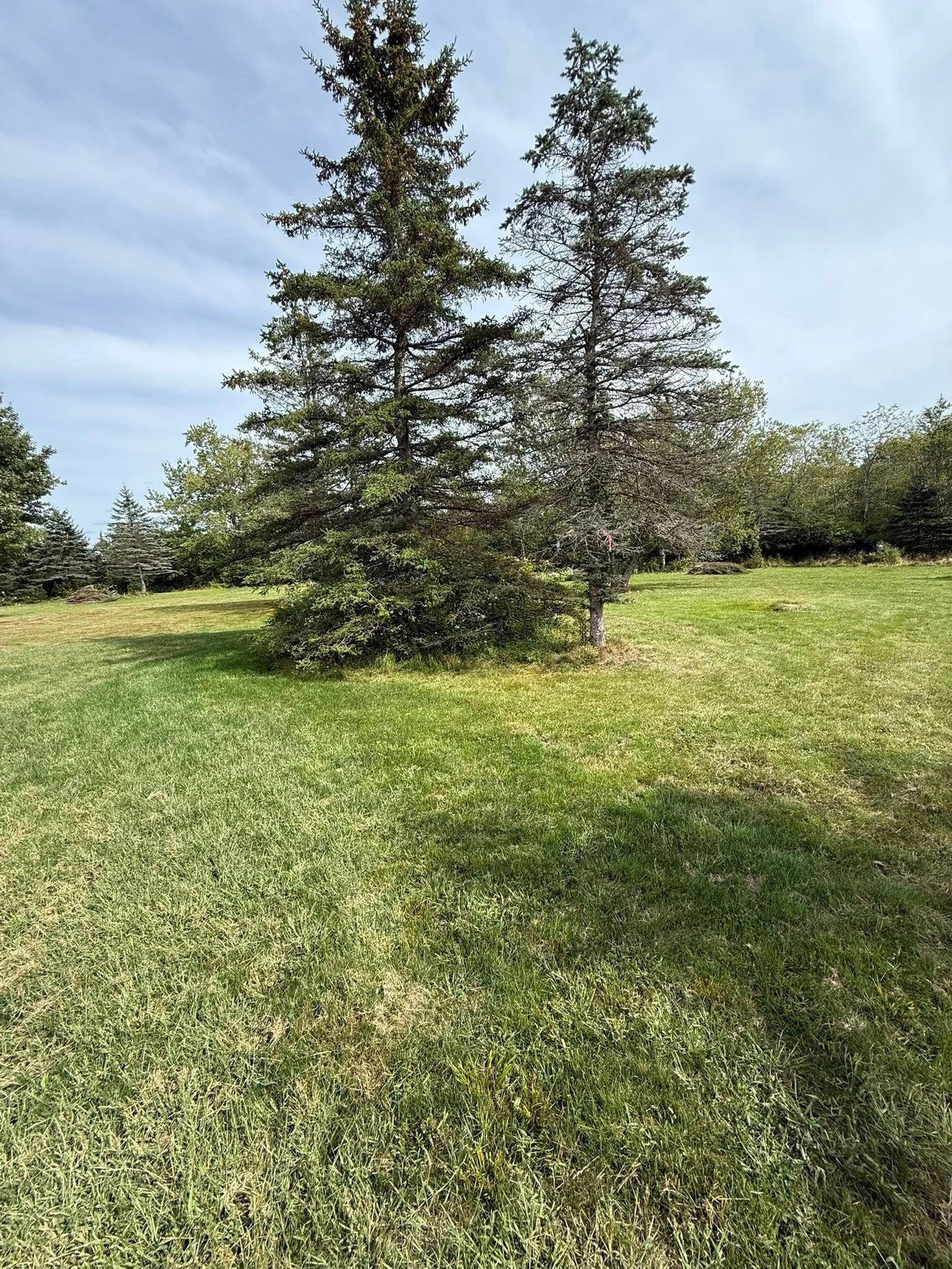 Two tall evergreen trees stand in a grassy field under a cloudy sky.