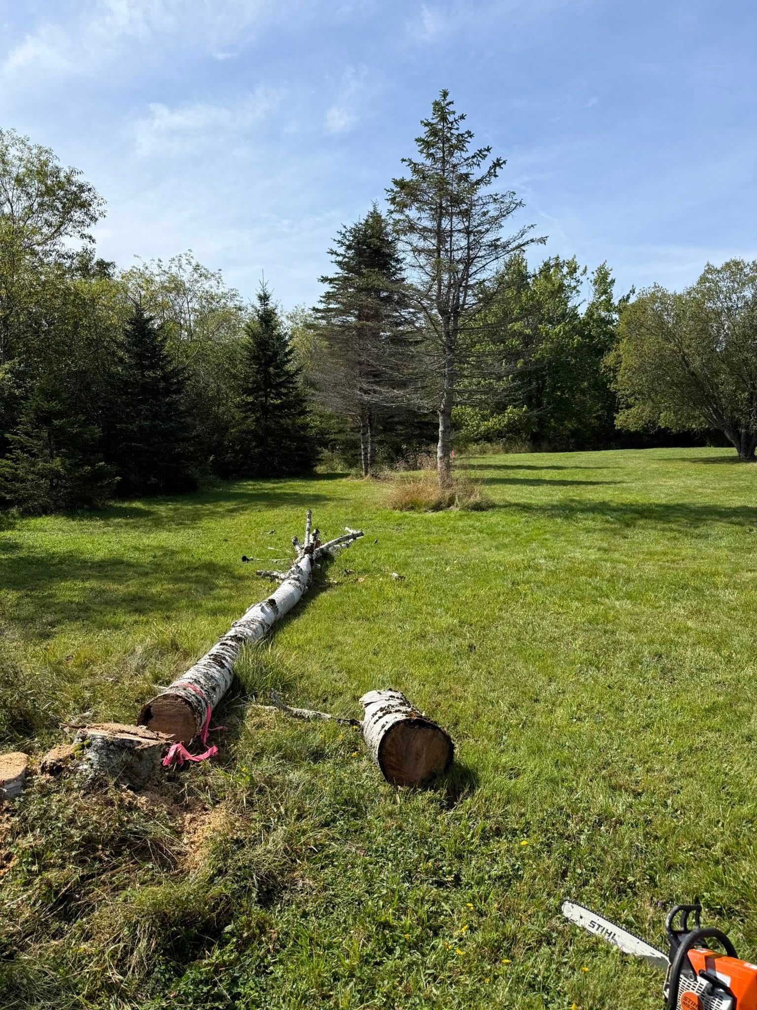 Fallen tree trunk and logs in a grassy field with a chainsaw. Green grass, blue sky, trees in background.