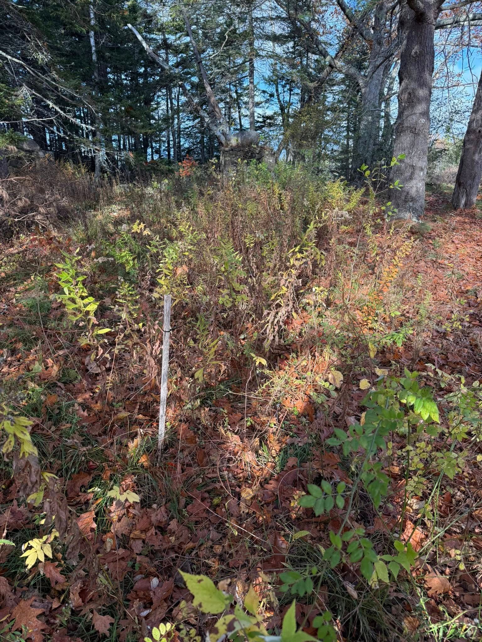 Forest floor with brown leaves, green bushes, and trees in background.