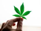 cannabis plant