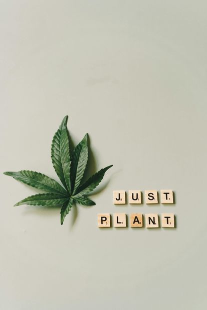 cannabis plant