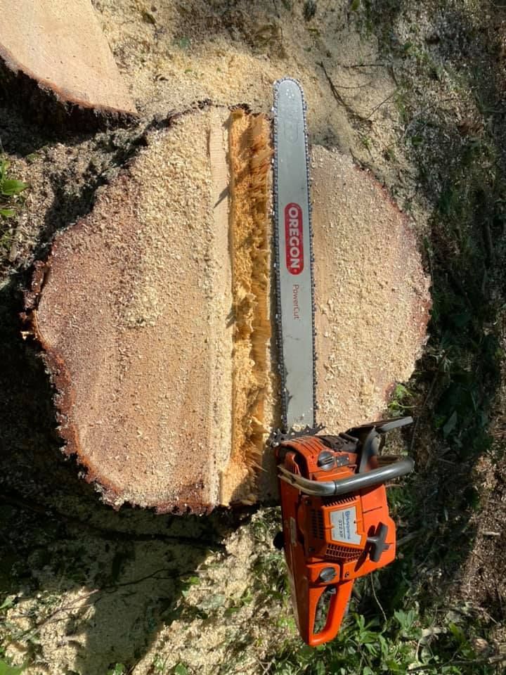 Chainsaw cutting through a tree trunk, showing the cut-through and wood shavings.