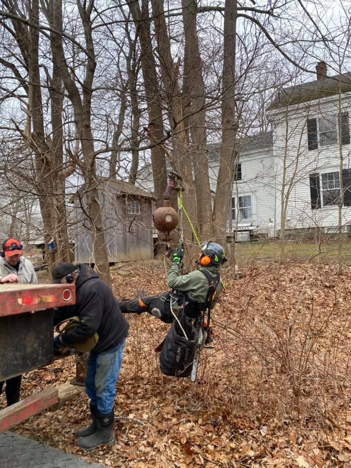 Arborist in harness working on a tree, using a pulley system near a road and houses.
