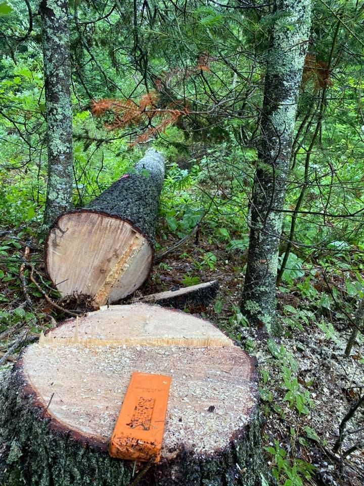 Cut tree trunk with an orange marker in a forest.  Fallen tree in the background.