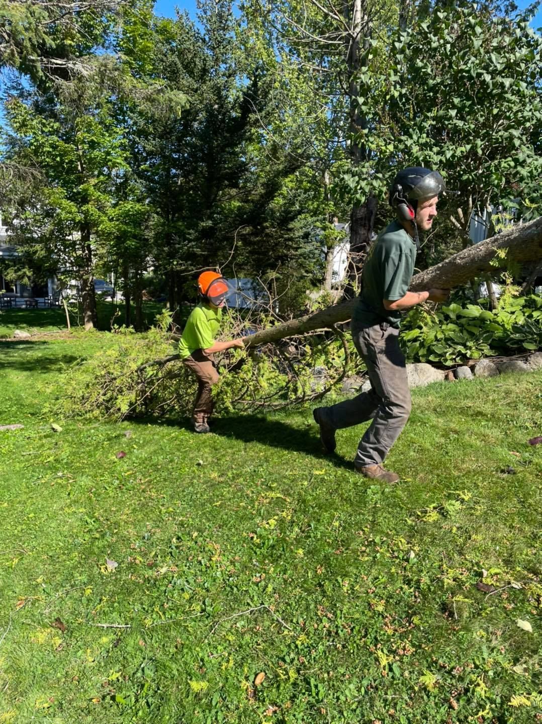 Two people carry a fallen tree branch across a grassy yard. One is a child.