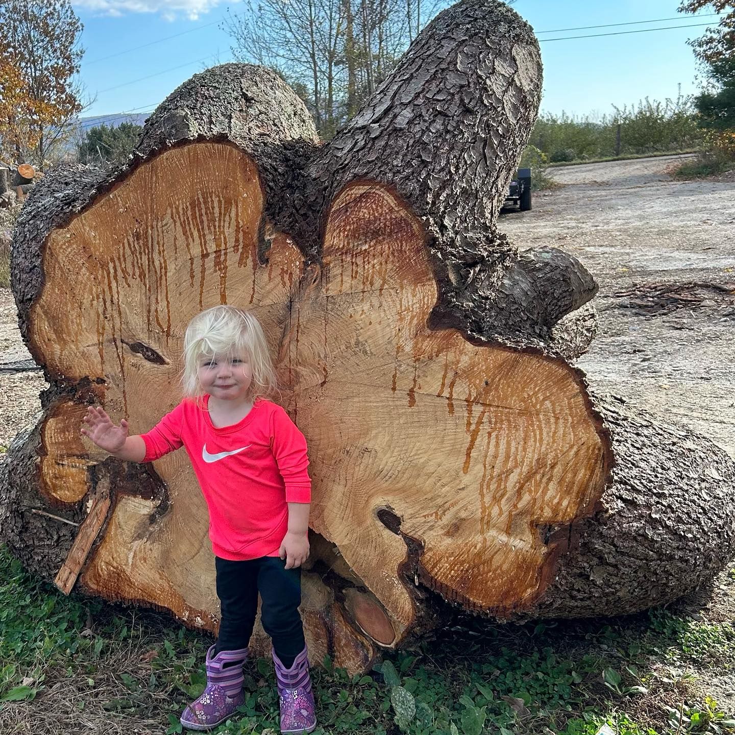 A young child waves in front of a giant tree stump, outdoors.