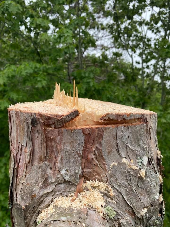 Close-up of a freshly cut tree stump with jagged splinters at the top and light-colored sawdust.