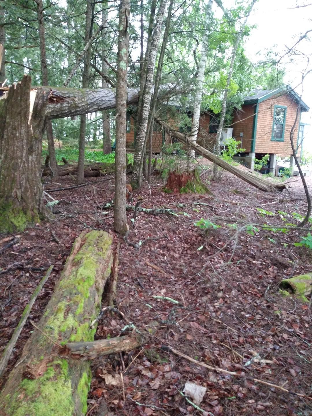 A tree fallen onto a small building in a forest. The tree is broken and brown, the building is brick.