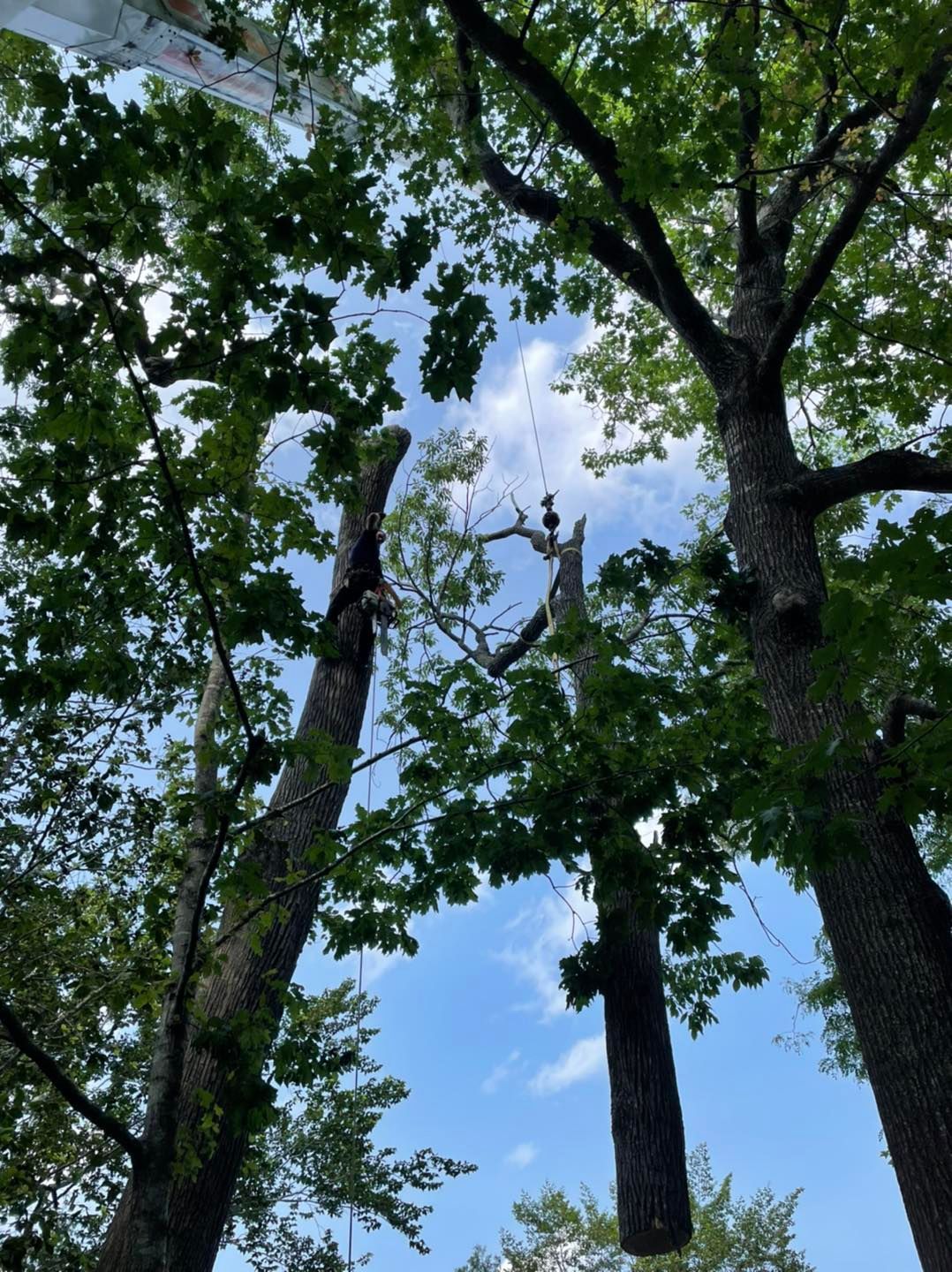 Tall trees with leafy green canopy against a blue sky with a few clouds.