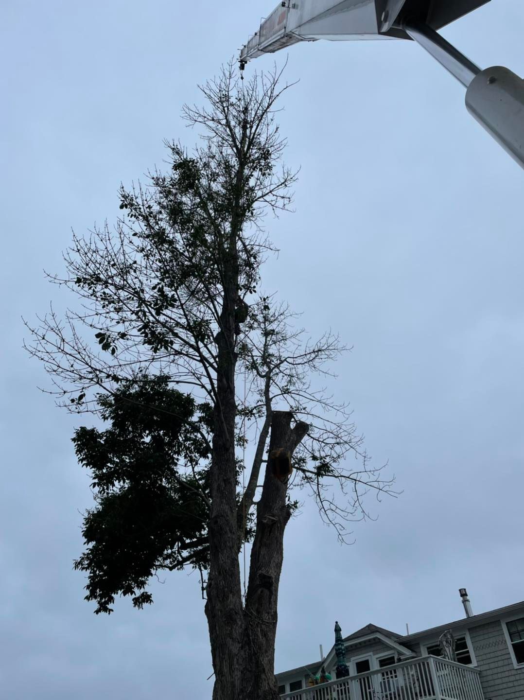 A tall tree, partially trimmed, under a cloudy sky. A crane arm is visible above.