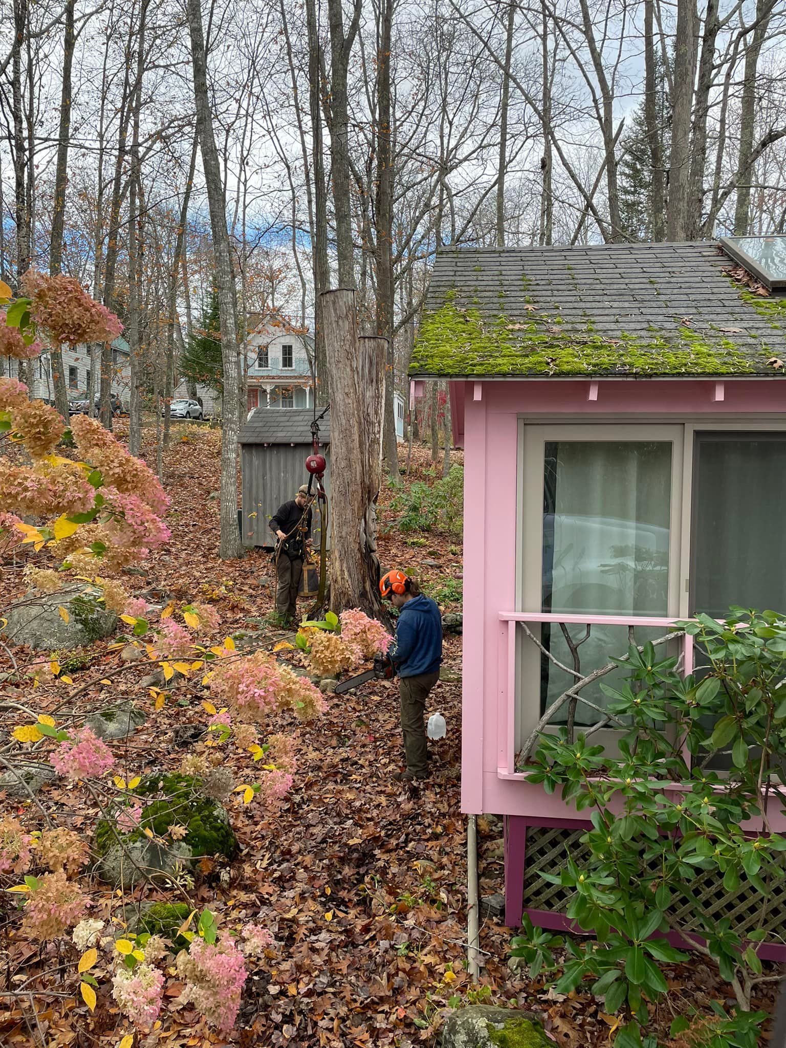 Two tree workers near a pink house with trees and autumn foliage. One is cutting a tree.