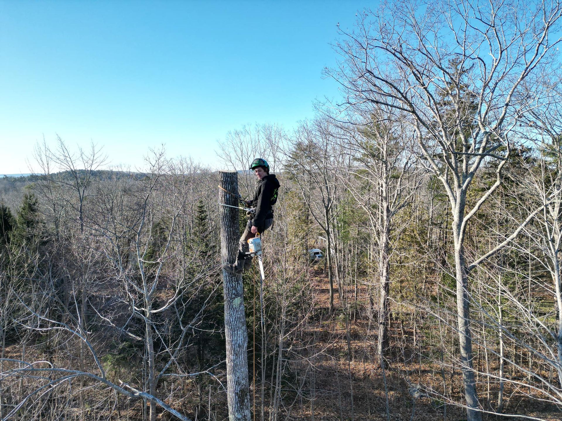 Person in tree, cutting branches, surrounded by forest on a sunny day.