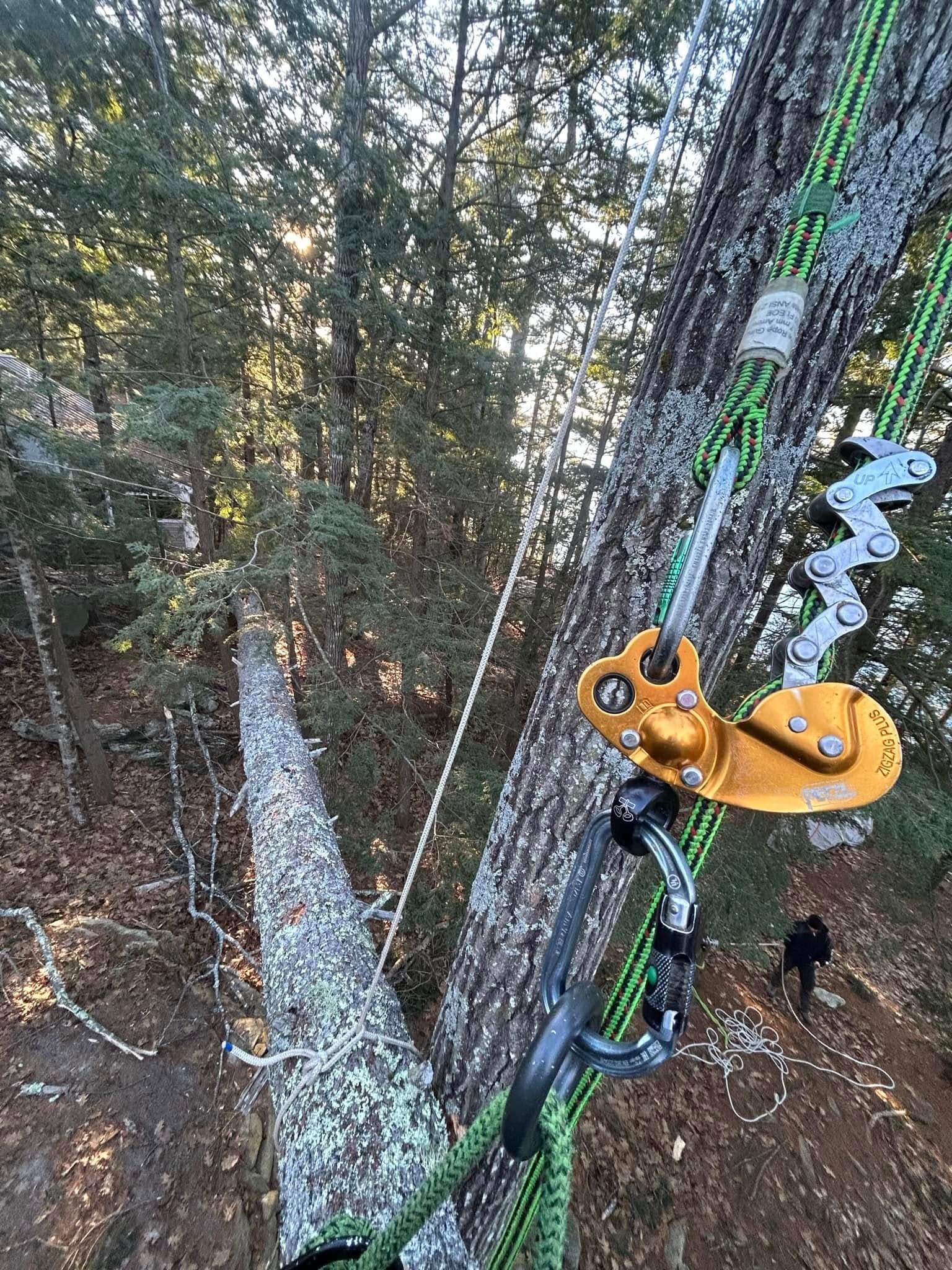 Tree trunk with climbing gear, person in the woods.