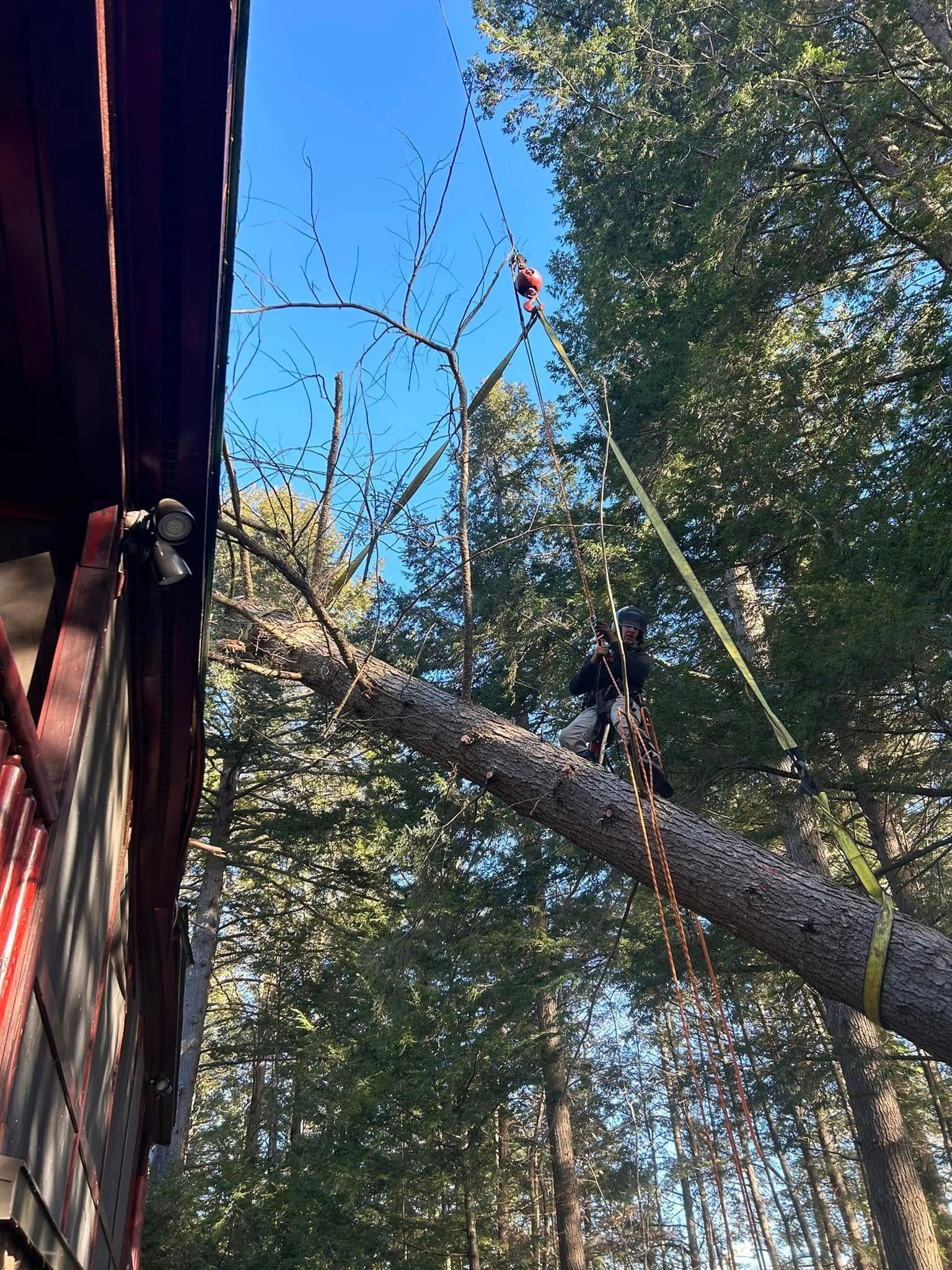 Tree service worker cutting branch, secured to a tree trunk with straps, next to a building, blue sky.