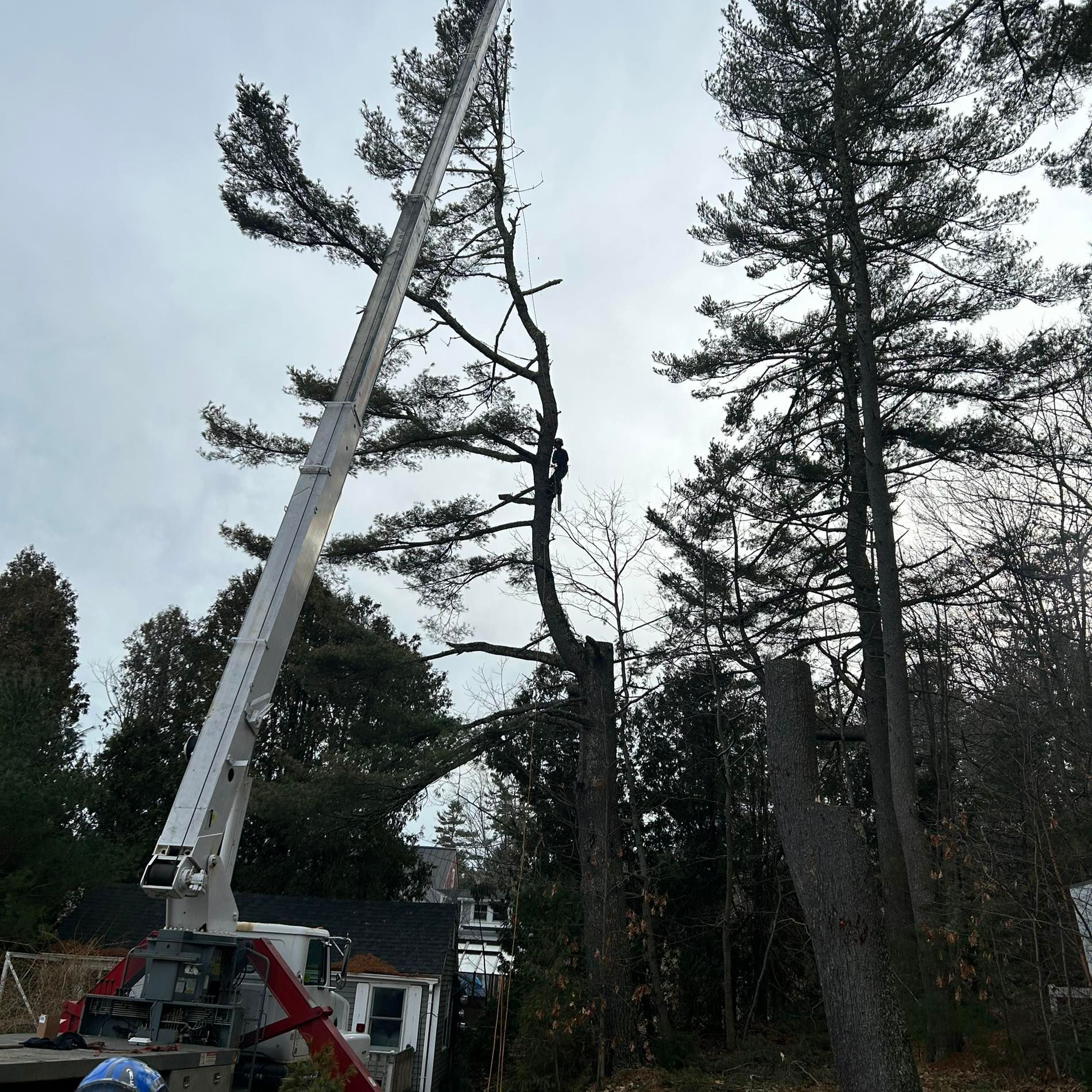 Tree being cut down by a crane; cloudy sky.