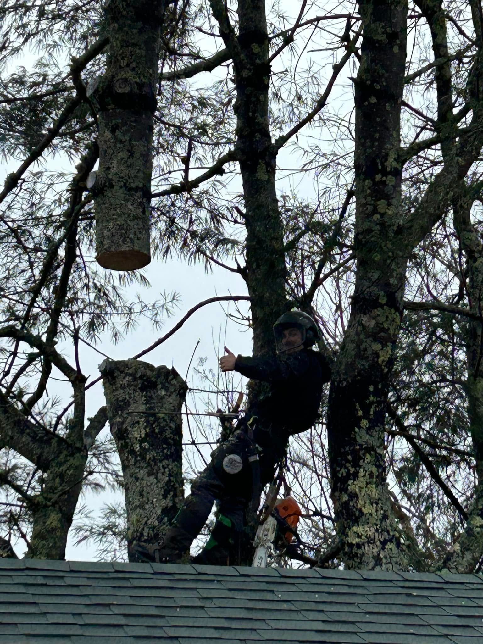 Arborist in a tree cutting a branch, giving a thumbs up.