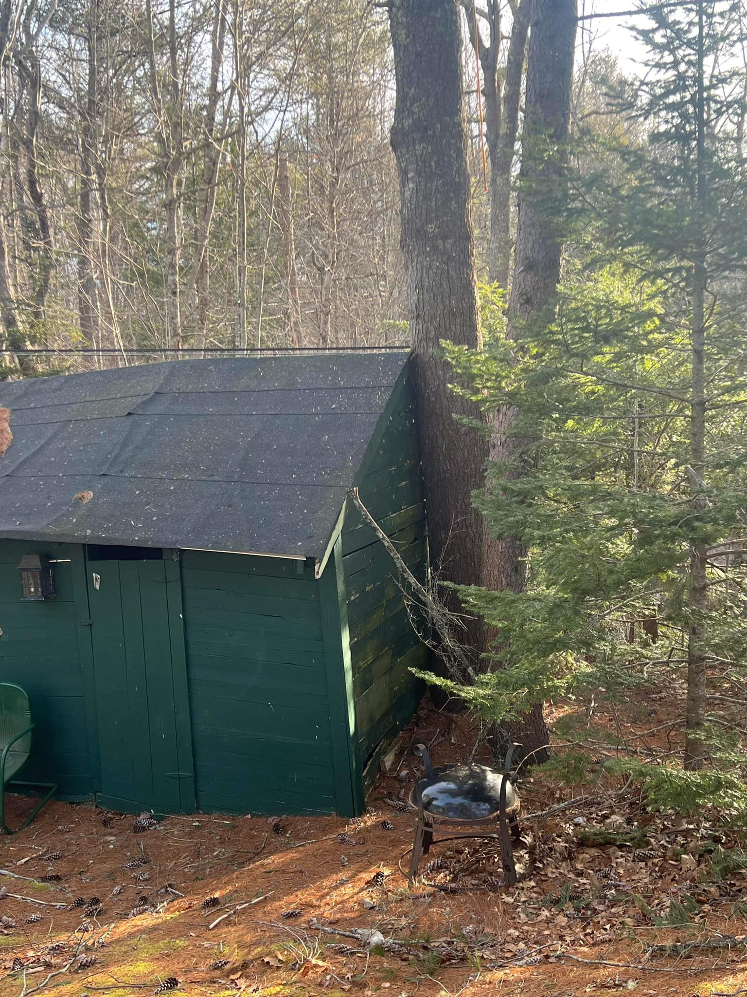 Green shed in a wooded area, near a tree. The roof and ground are covered in leaves.
