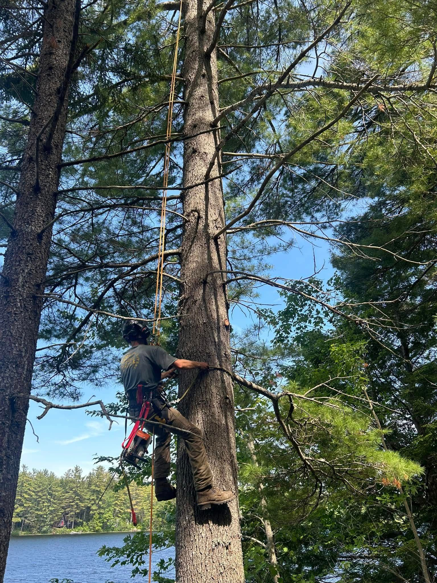 Tree climber ascends a tall pine tree near a lake. He uses climbing spikes and safety gear.