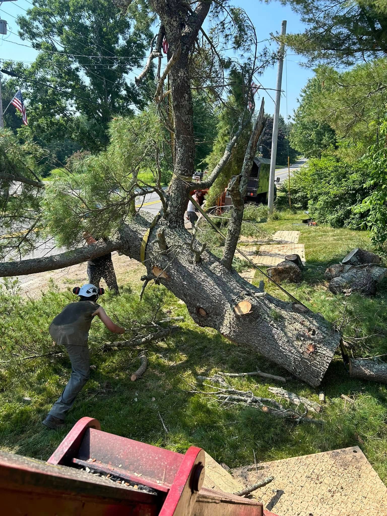 Tree removal: Arborist cutting a large, leaning tree, with a wood chipper on the ground.