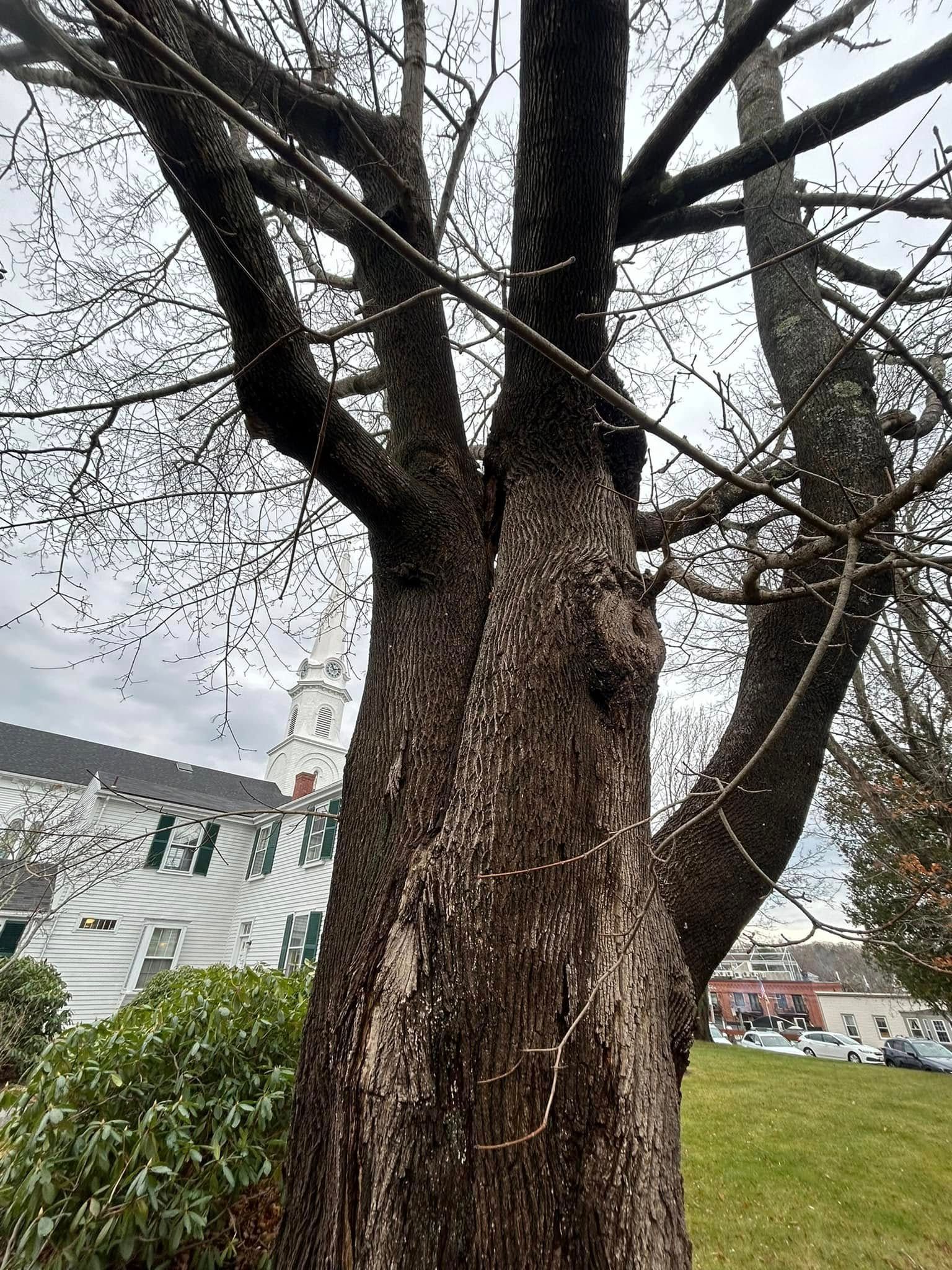 Tree trunk with dark bark, branching out. White building and overcast sky in background.