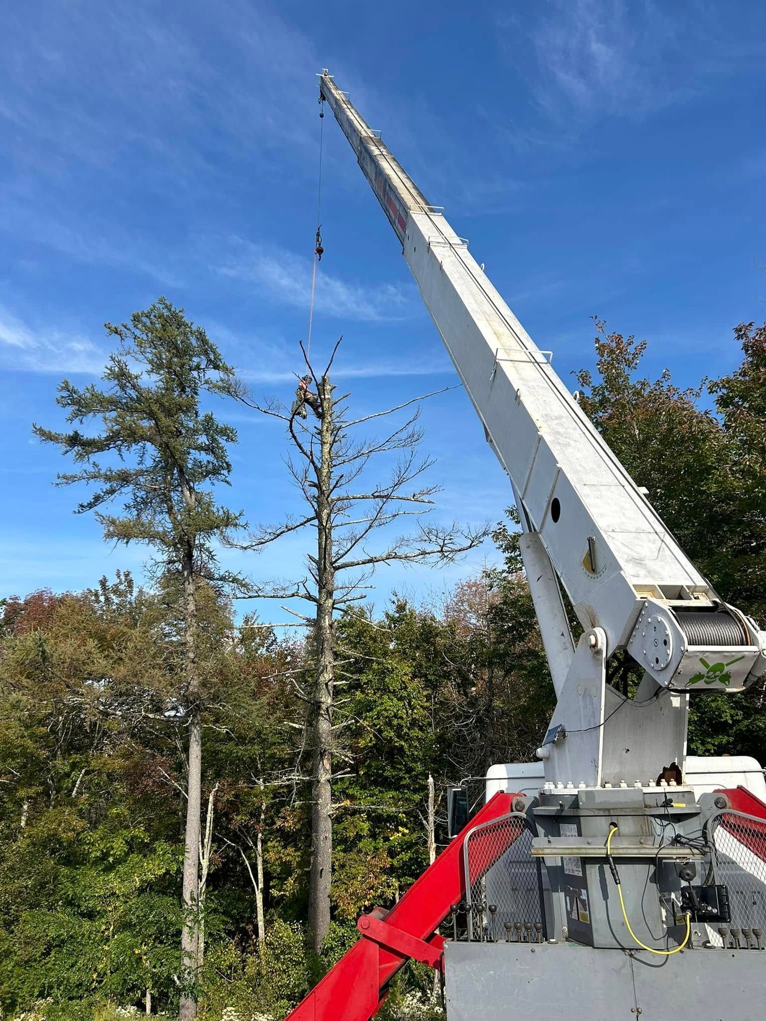 A tall white crane pruning a tree against a backdrop of blue sky and green/red foliage.