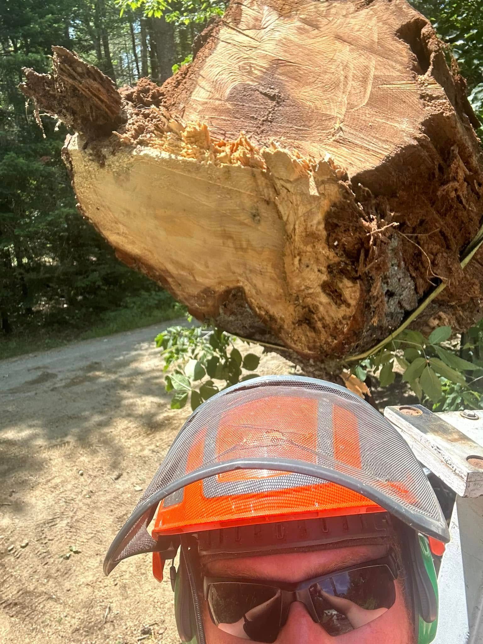 Person wearing safety gear under a large fallen tree trunk in a wooded area.