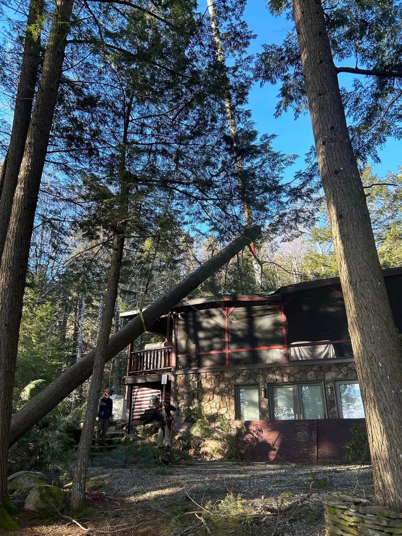 Tree fallen on house, damaging the roof. Exterior shot of brown house surrounded by trees, under blue sky.